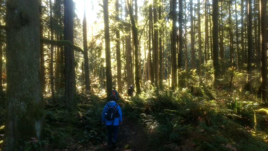 Into the sunlit woods